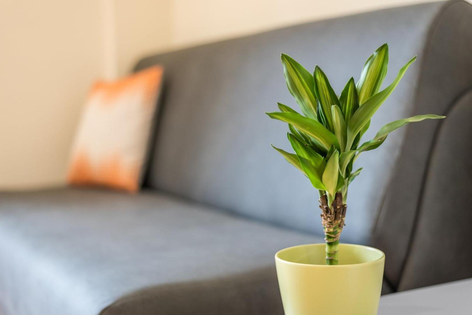 Guestready - Musichall Apartamento *